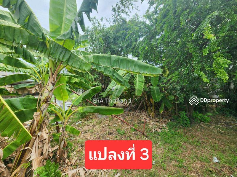 ขายที่ดินเพียง 7 นาทีถึงเซ็นทรัล พระราม 2 จำนวน 1 ไร่ 85 ตารางวา, Bangkok, Samae Dam, Bang Khun Thian, Bangkok, , 487 sqm, Land For Sale, by ERA Thailand, 11501803 - DDproperty.com
