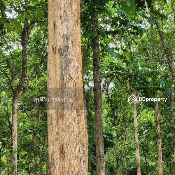 For Sale - ขายรีสอร์ทติดแม่น้ำแควน้อย 32-3-4ไร่ สวย ต.ลุ่มสุ่ม อ.ไทรโยค, Kanchanaburi