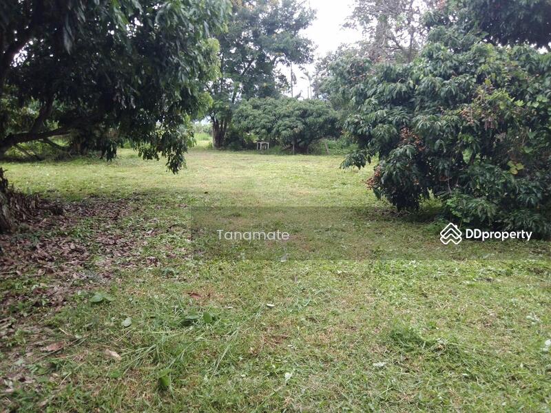 For Sale - Land for sale Si dong yen, Chai prakarn, Chiangmai, Chiang Mai