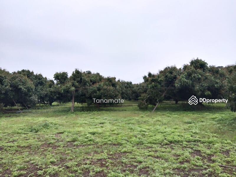 For Sale - Land for sale Si dong yen, Chai prakarn, Chiangmai, Chiang Mai