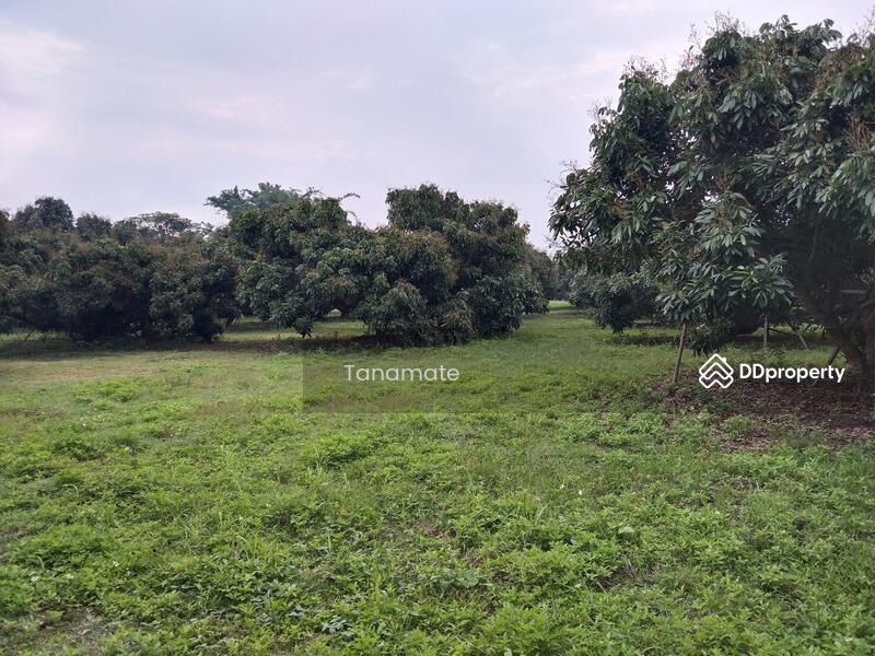 For Sale - Land for sale Si dong yen, Chai prakarn, Chiangmai, Chiang Mai