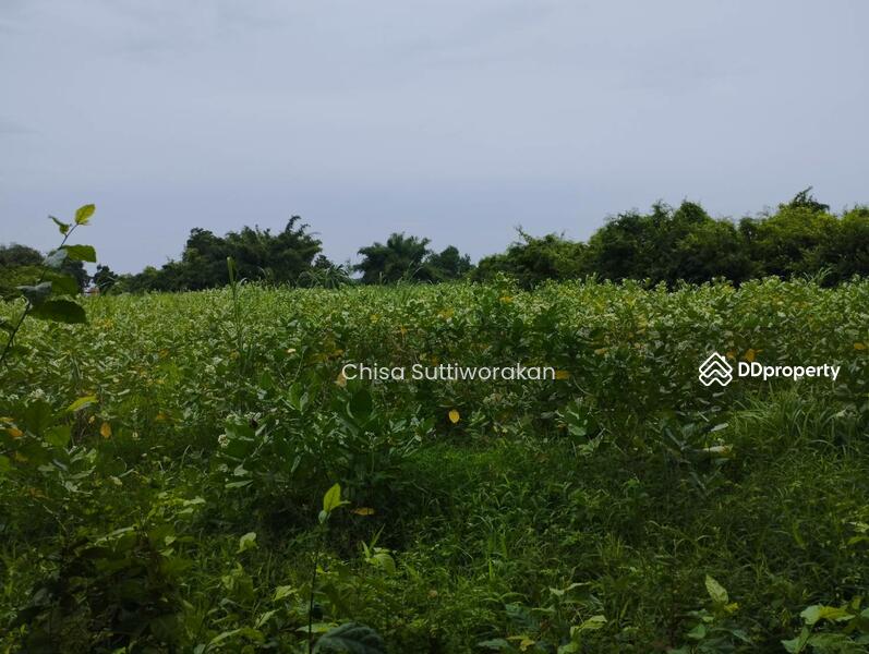 ขาย - สามชุก, สุพรรณบุรี