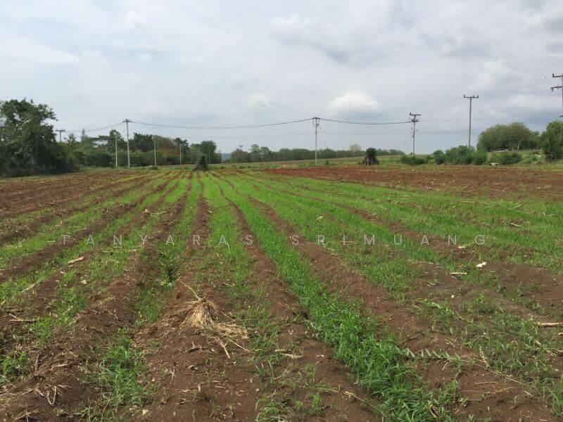 ขายที่ดินเขาใหญ่ เขาใหญ่ปากช่อง ติดถนนลาดยาง ใกล้7-Eleven เพียง 3 กม., Nakhon Ratchasima, Mu Si, Pak Chong, Nakhon Ratchasima, , 11,200 sqm, Land For Sale, by Tanyaras Srimuang, 11519258 - DDproperty.com