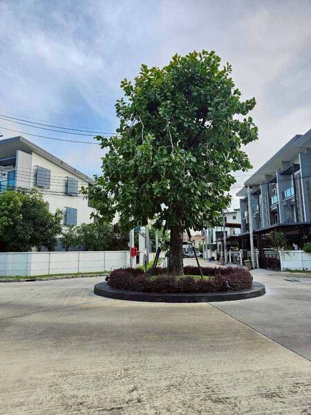 ให้เช่า - Town Avenue Merge Rattanatibet : ทาวน์ อเวนิว เมิร์จ รัตนาธิเบศร์, นนทบุรี