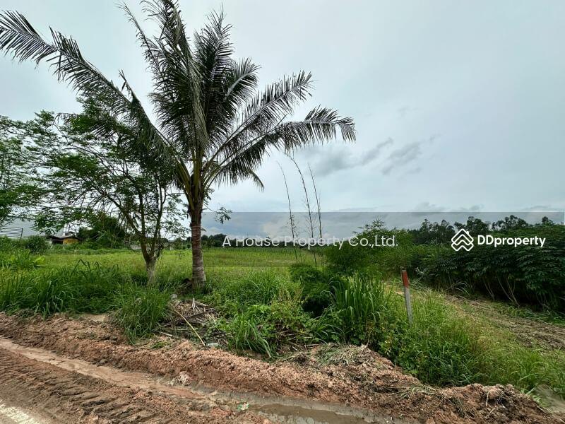 For Sale - Land for sale in Nong Suea Chang, Nong Yai, cheap price, Chon Buri