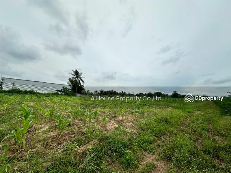 For Sale - Land for sale in Nong Suea Chang, Nong Yai, cheap price, Chon Buri