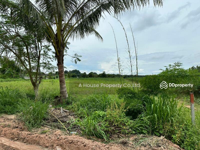 For Sale - Land for sale in Nong Suea Chang, Nong Yai, cheap price, Chon Buri