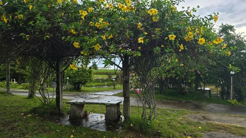 ขาย - วังน้ำเขียว รีสอร์ท, นครราชสีมา