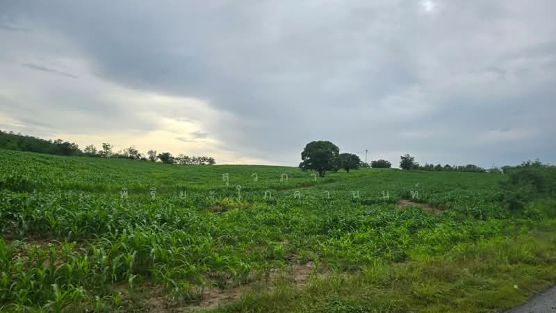 ขาย - วังน้ำเขียว รีสอร์ท, นครราชสีมา