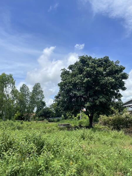 ขาย - ขายที่ดินระยอง อ.แกลง ต.ซางพง เนื้อที่ 3 ไร่ 3 งาน, ระยอง