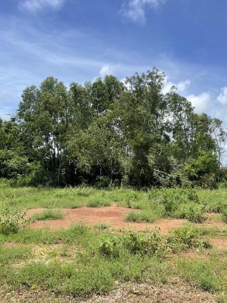 ขาย - ขายที่ดินระยอง อ.แกลง ต.ซางพง เนื้อที่ 3 ไร่ 3 งาน, ระยอง