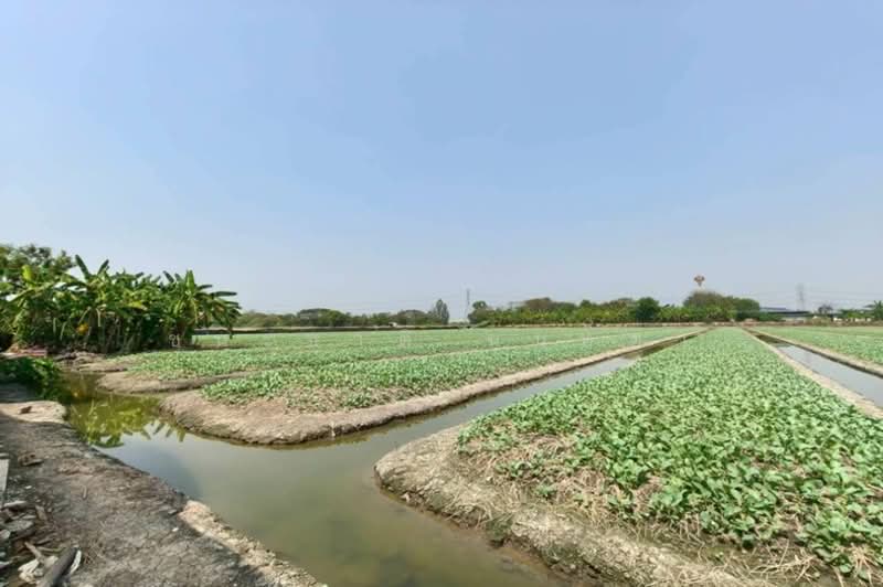 ที่ดินเปล่า บางกรวย-ไทรน้อย ซอยสวนผักร้อยไร่(ม.7), Nonthaburi, บางกรวย-ไทรน้อย, Bang Bua Thong, Bang Bua Thong, Nonthaburi, , 5,820 sqm, Land For Sale, by ชนะชาติ นนท์ตา, 11557138 - DDproperty.com