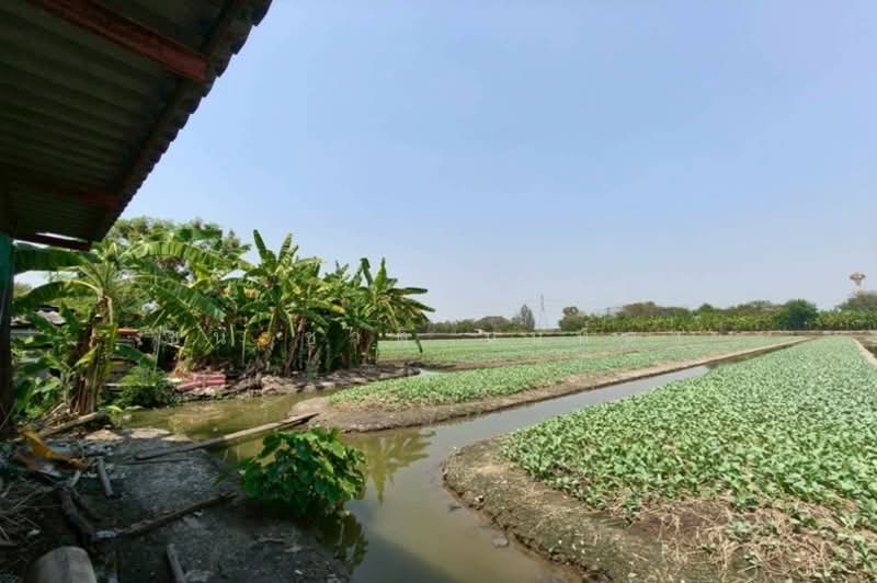 ที่ดินเปล่า บางกรวย-ไทรน้อย ซอยสวนผักร้อยไร่(ม.7), Nonthaburi, บางกรวย-ไทรน้อย, Bang Bua Thong, Bang Bua Thong, Nonthaburi, , 5,820 sqm, Land For Sale, by ชนะชาติ นนท์ตา, 11557138 - DDproperty.com