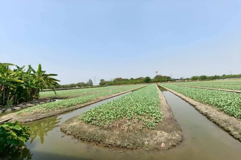 ที่ดินเปล่า บางกรวย-ไทรน้อย ซอยสวนผักร้อยไร่(ม.7), Nonthaburi, บางกรวย-ไทรน้อย, Bang Bua Thong, Bang Bua Thong, Nonthaburi, , 5,820 sqm, Land For Sale, by ชนะชาติ นนท์ตา, 11557138 - DDproperty.com