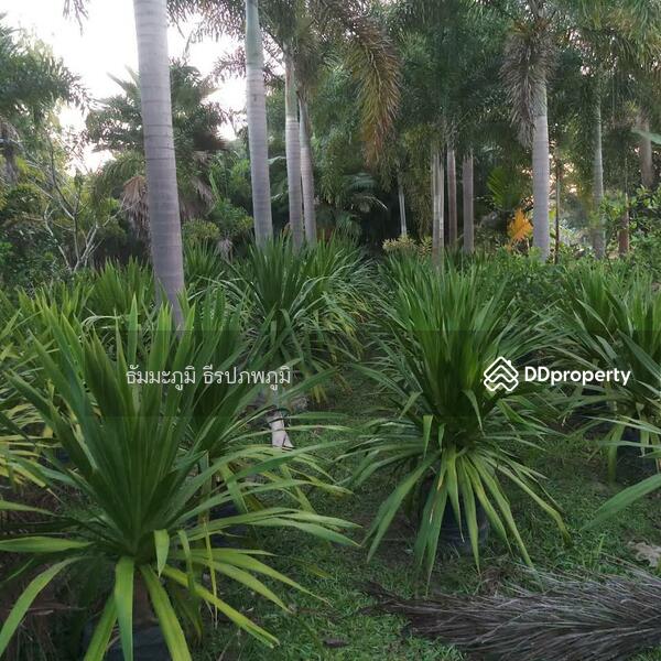 ขายรีสอร์ท 5124 ตร.ว สันทราย เชียงใหม่