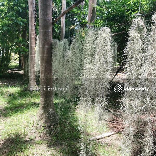 ขายรีสอร์ท 5124 ตร.ว สันทราย เชียงใหม่