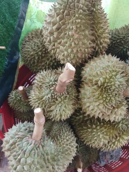 ขายที่ดินพร้อมวิลล่าแนวฟาร์มสเตย์ติดถนนใหญ่ ติดถนนหนองพญา-ก้นหนอง, Rayong, Ban Laeng, Muang Rayong, Rayong, , 3,332 sqm, Land For Sale, by ERA Thailand, 11560282 - DDproperty.com