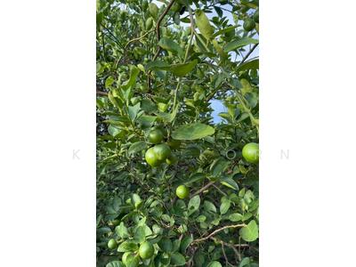 ขาย - ขายสวนมะนาว 200 กว่าต้น สามารถเก็บผลผลิตได้แล้ว, กาญจนบุรี