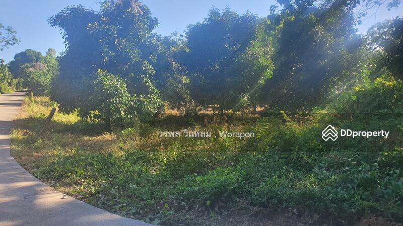 For Sale - Mangosteen orchard has harvested its produce. For Sale size 3-1-51 Rai, Rayong