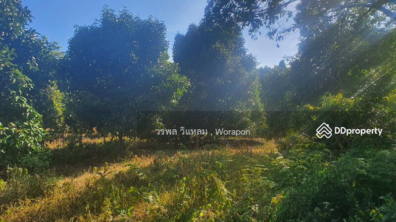 For Sale - Mangosteen orchard has harvested its produce. For Sale size 3-1-51 Rai, Rayong