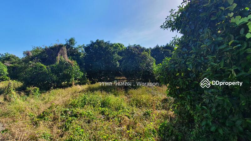 For Sale - Mangosteen orchard has harvested its produce. For Sale size 3-1-51 Rai, Rayong