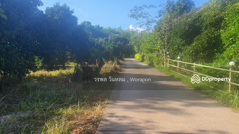 ขาย - ขายด่วน สวนมังคุด บ้านเพ อ.เมือง จ.ระยอง, ระยอง