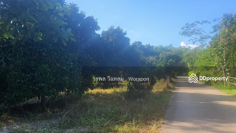 ขาย - ขายด่วน สวนมังคุด บ้านเพ อ.เมือง จ.ระยอง, ระยอง