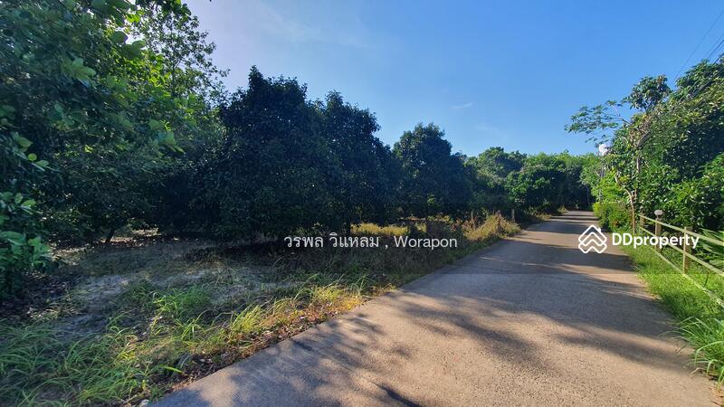 ขาย - ขายด่วน สวนมังคุด บ้านเพ อ.เมือง จ.ระยอง, ระยอง
