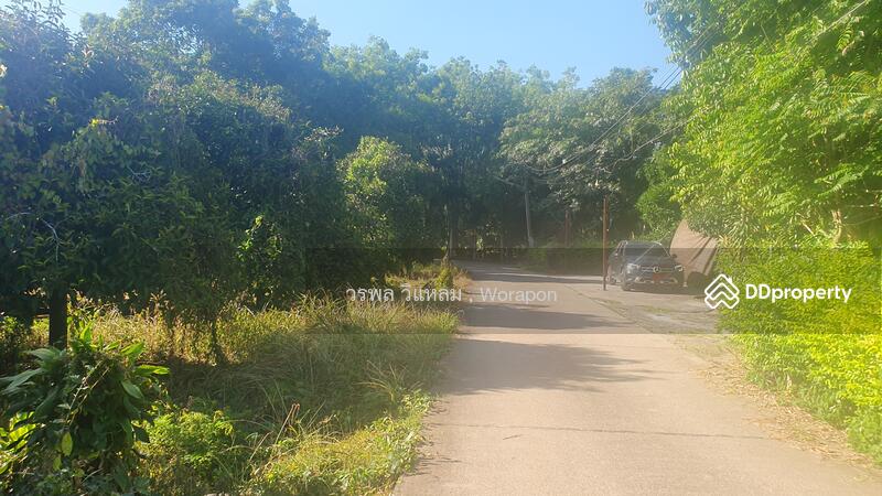 For Sale - Mangosteen orchard has harvested its produce. For Sale size 3-1-51 Rai, Rayong