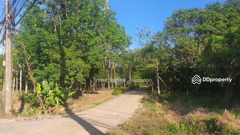 For Sale - Mangosteen orchard has harvested its produce. For Sale size 3-1-51 Rai, Rayong