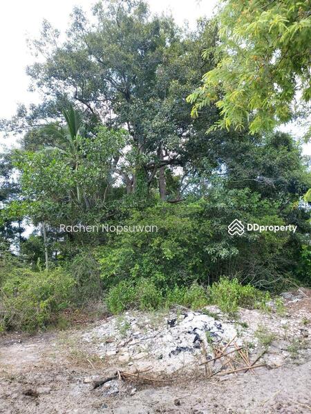 ขาย - ที่ดิน ต.เขาลูกช้าง สงขลา, สงขลา