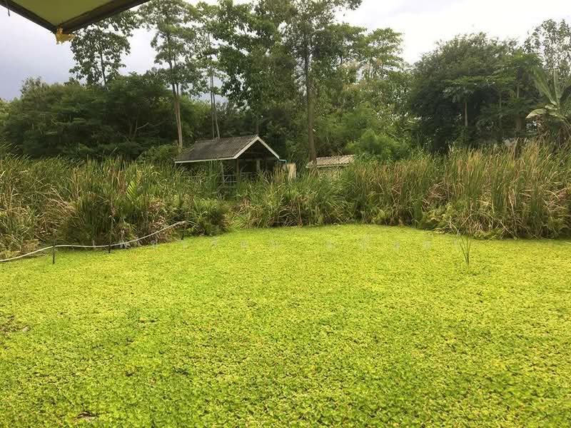 Land for Sale (Filled and Ready for Construction) at an Affordable Price Thong Tatchakan Village, Nakhon Pathom, Pha Niat, Nakhon Chai Sri, Nakhon Pathom, , 1,600 sqm, Land For Sale, by เพชรรัตน์ มณีนุษย์, 11585299 - DDproperty.com