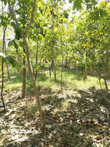 ขาย - อ.กำแพงแสน นครปฐม, นครปฐม