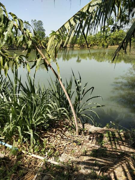 ขาย - อ.กำแพงแสน นครปฐม, นครปฐม