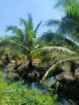 ขายที่ดิน สวนมะพร้าวน้ำหอมบางแพ ตำบลวัดแก้ว, ราชบุรี