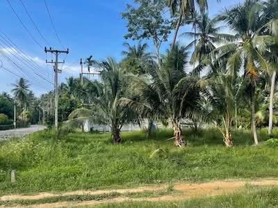 ขาย - ที่ดิน 3 ไร่ จังหวัดประจวบคีรีขันธ์, ประจวบคีรีขันธ์