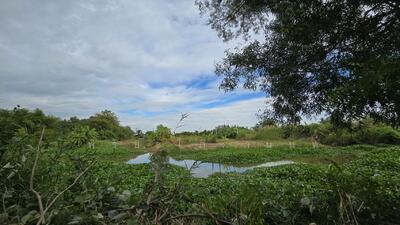 ขาย - บางขวัญ ฉะเชิงเทรา, ฉะเชิงเทรา