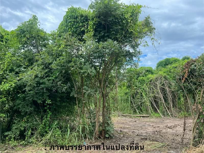 ขายที่ดินวิวภูเขา 6 ไร่ 2 งาน อำเภออู่ทอง, Suphan Buri, Don Ka, U Thong, Suphan Buri, , 10,504 sqm, Land For Sale, by Panthawan Keeratithavornanan, 11597310 - DDproperty.com