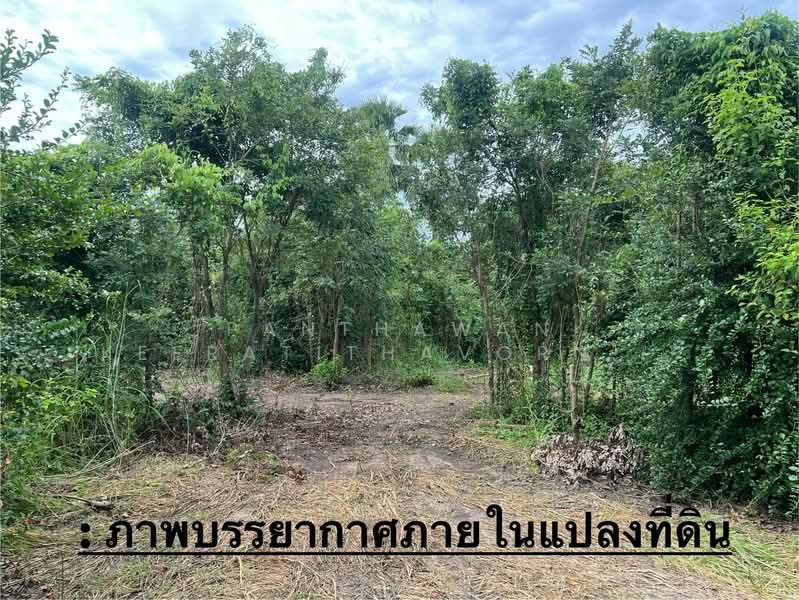 ขายที่ดินวิวภูเขา 6 ไร่ 2 งาน อำเภออู่ทอง, Suphan Buri, Don Ka, U Thong, Suphan Buri, , 10,504 sqm, Land For Sale, by Panthawan Keeratithavornanan, 11597310 - DDproperty.com