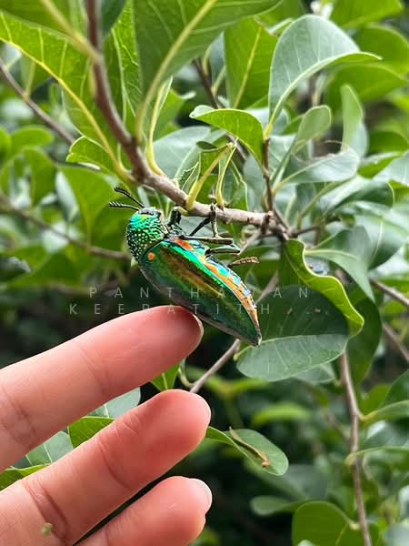 ขาย - ขายที่ดินวิวภูเขา 6 ไร่ 2 งาน อำเภออู่ทอง, สุพรรณบุรี