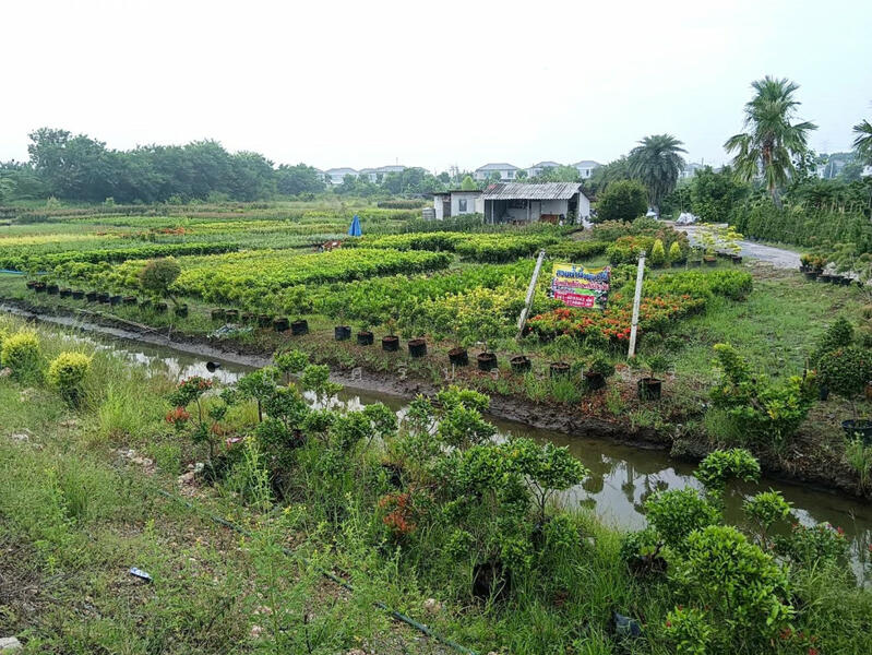 , Nonthaburi, บางม่วง-บางคูลัด, Sala Klang, Bang Kruai, Nonthaburi, , 21,704 sqm, Land For Sale, by WISIT SRIPRASERT, 11598912 - DDproperty.com