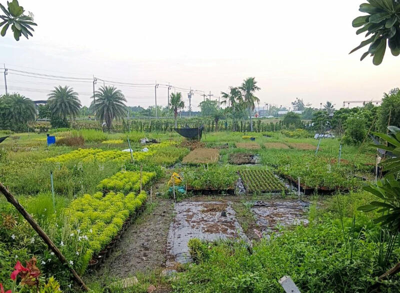 , Nonthaburi, บางม่วง-บางคูลัด, Sala Klang, Bang Kruai, Nonthaburi, , 21,704 sqm, Land For Sale, by WISIT SRIPRASERT, 11598912 - DDproperty.com