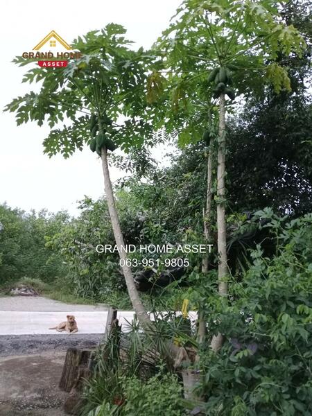 ขาย - 71260, กาญจนบุรี