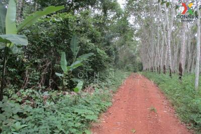 ขาย - ทีดินว่างเปล่า สุราษฎร์ธานี Vacant land Surat Thani, สุราษฎร์ธานี