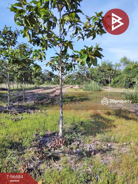 ขาย - ที่ดินเขื่องใน อุบลราชธานี, อุบลราชธานี