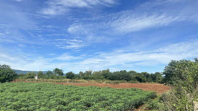 ขาย - ขายที่ดิน หมูสี อำเภอปากช่อง วิวสวย ใกล้ สวนผักลุงฤทธิ์ เนื้อที่ 24 ไร่ 2 งาน 64 ตารางวา, นครราชสีมา