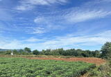 ขายที่ดิน หมูสี อำเภอปากช่อง วิวสวย ใกล้ สวนผักลุงฤทธิ์ เนื้อที่ 24 ไร่ 2 งาน 64 ตารางวา - DDproperty.com