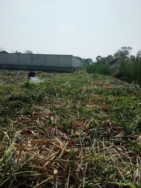 พุทธมณฑล สาย 3, Bangkok, - -, Bang Ra Mat, Taling Chan, Bangkok, , 1,600 sqm, Land For Sale, by ปภัชญา ธนัตถ์ภรณ์, 11631750 - DDproperty.com