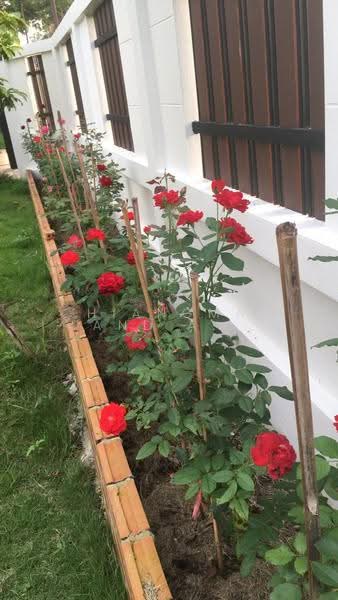 House for rent in Maerim, Chiang Mai, Huai Sai, Mae Rim, Chiang Mai, 3 Bedrooms, 299 sqm, Single Detached House For Rent, by คุณ ธีรชาติ, 11633097 - DDproperty.com