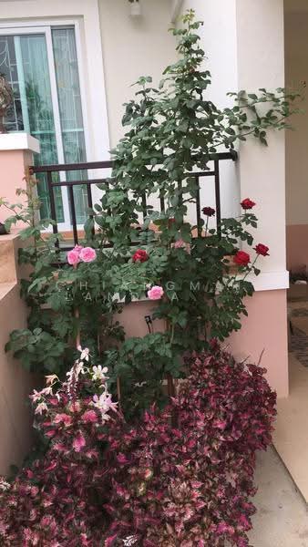 บ้านแม่ริม, เชียงใหม่, ห้วยทราย, แม่ริม, เชียงใหม่, 299 ตร.ม., บ้านเดี่ยว ให้เช่า, โดย คุณ ธีรชาติ, 11633097 - DDproperty.com